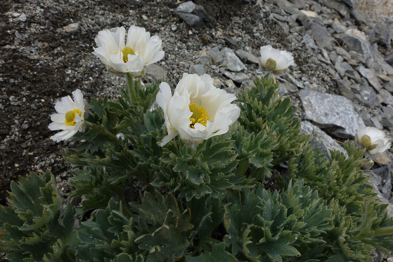 Ranunculus buchananii (Ranunculus buchananii)