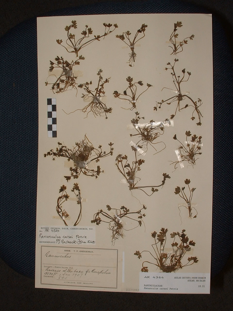 Ranunculus carsei (Ranunculus carsei) hero image
