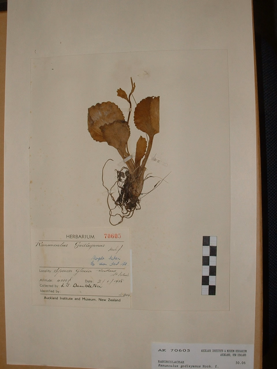 Ranunculus godleyanus (Ranunculus godleyanus)