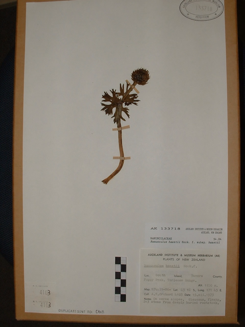 Ranunculus haastii (Ranunculus haastii)