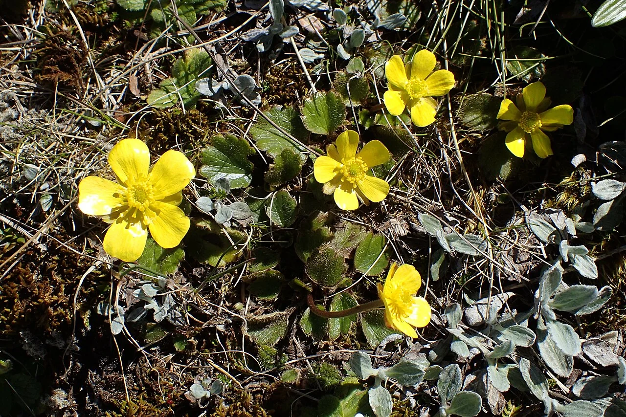Mountain Buttercup (Ranunculus insignis) showing its characteristic bright yellow flowers and hairy alpine foliage