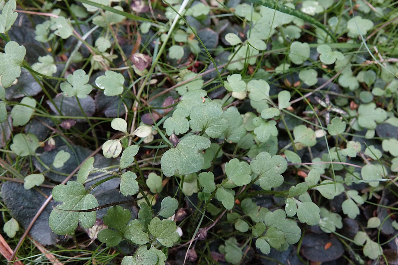 Ranunculus kirkii (Ranunculus kirkii)