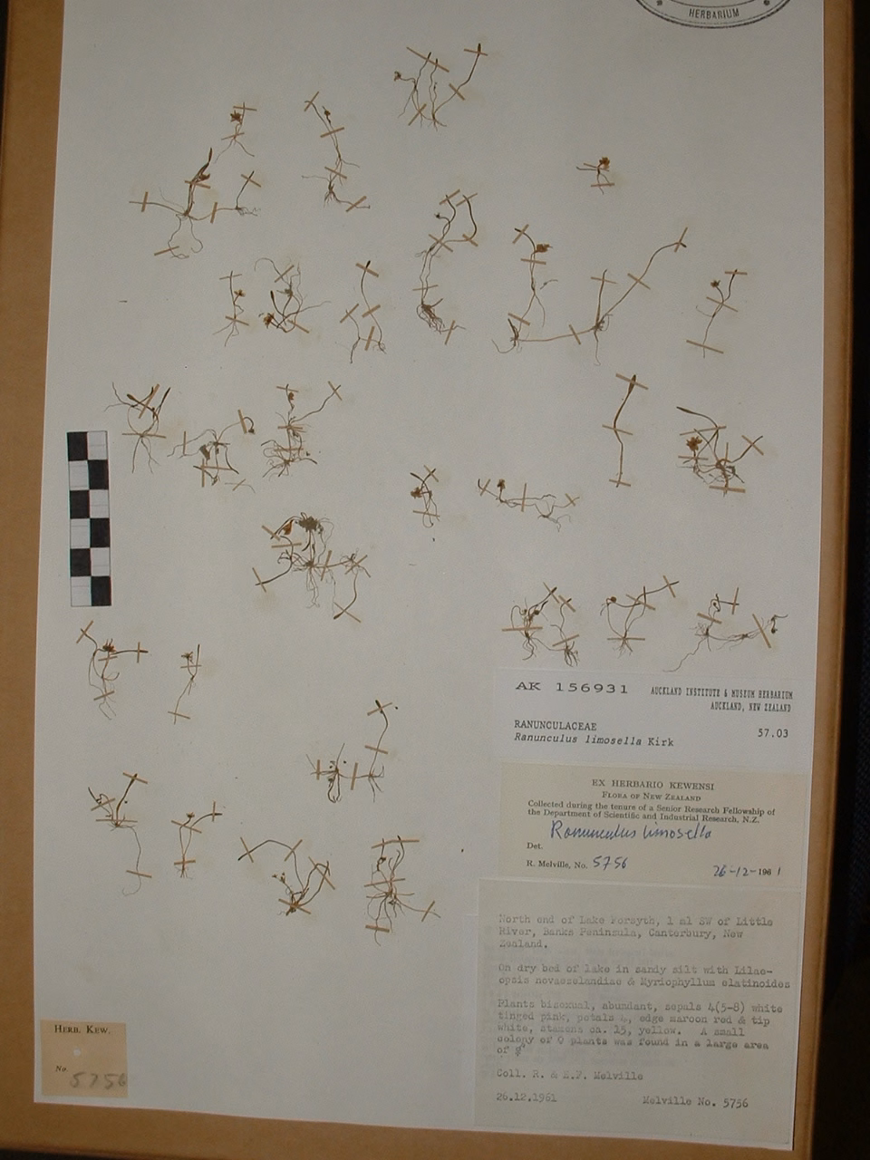 Ranunculus limosella (Ranunculus limosella)