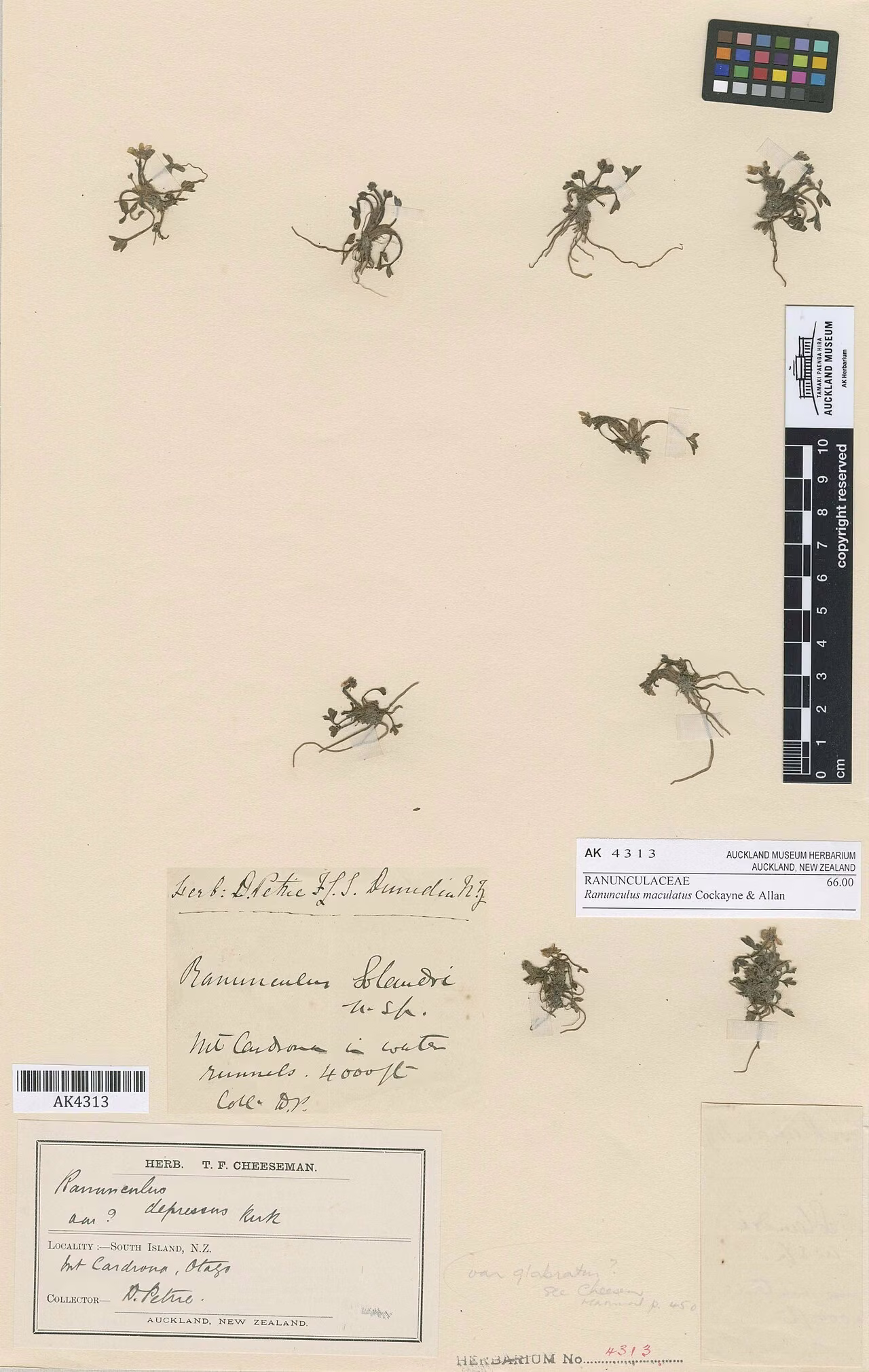 Ranunculus maculatus (Ranunculus maculatus) hero image