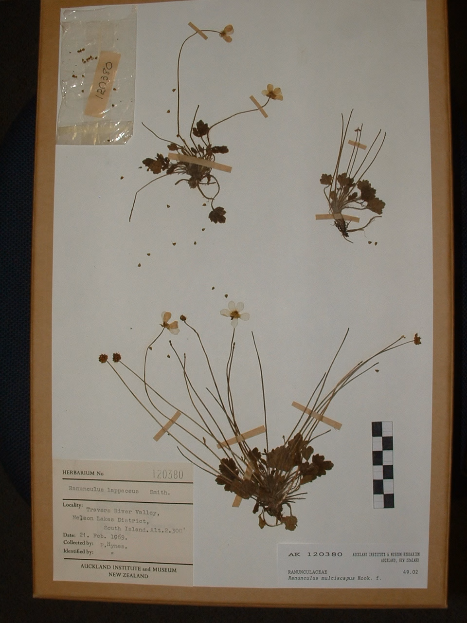 Ranunculus multiscapus (Ranunculus multiscapus)