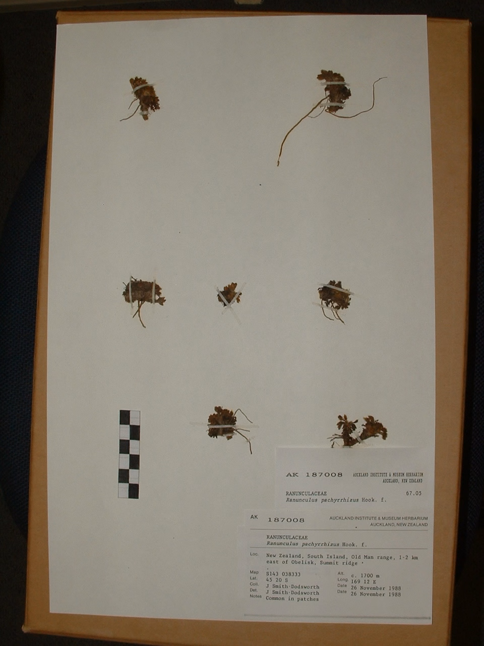 Ranunculus pachyrrhizus (Ranunculus pachyrrhizus)