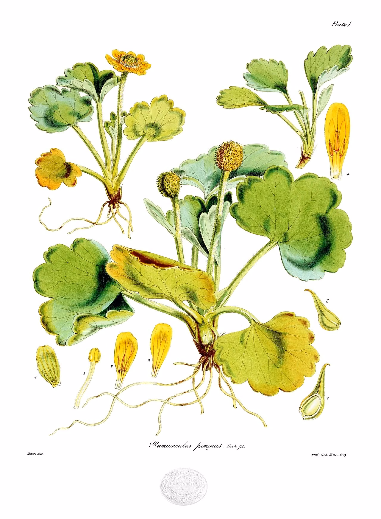 Ranunculus pinguis (Ranunculus pinguis)