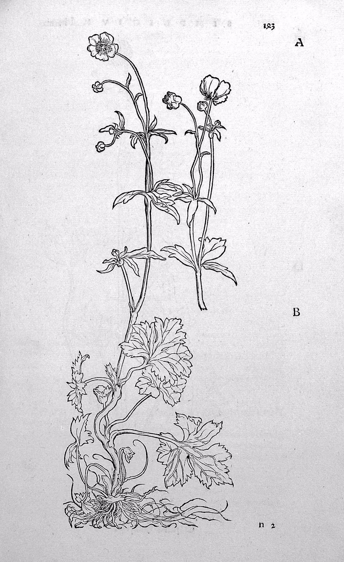 Ranunculus recens (Ranunculus recens) hero image