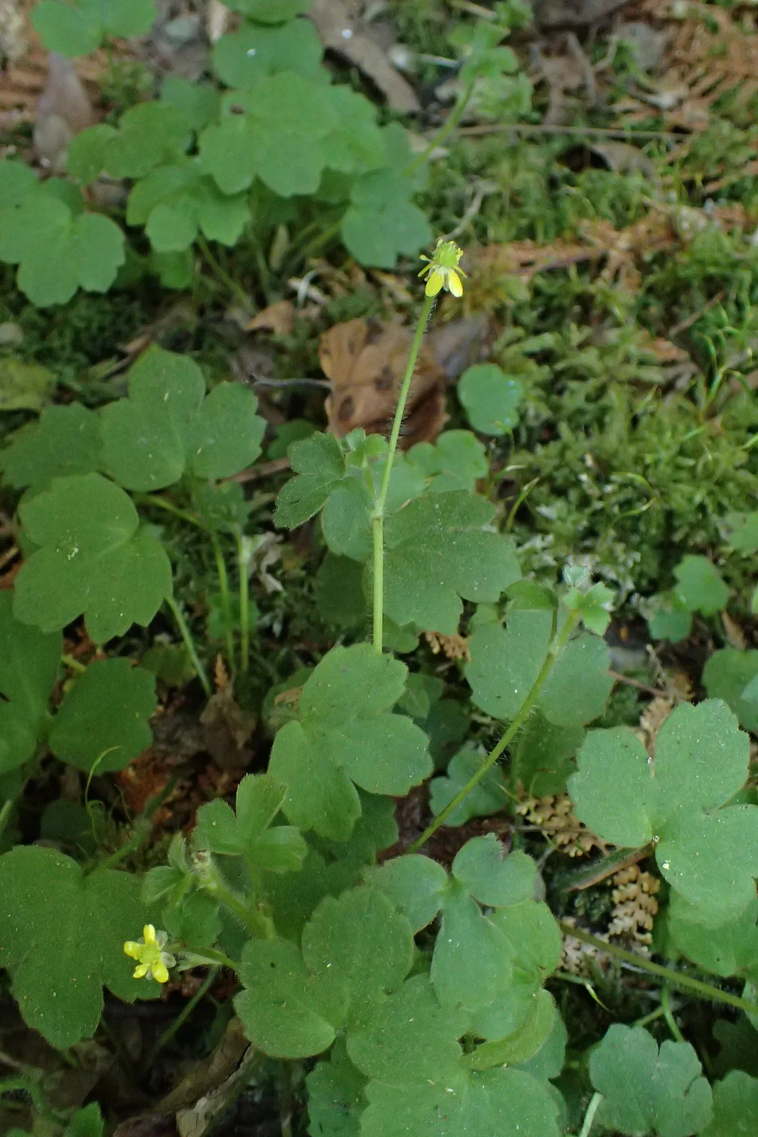 Ranunculus Reflexus Native Plant (Ranunculus reflexus)
