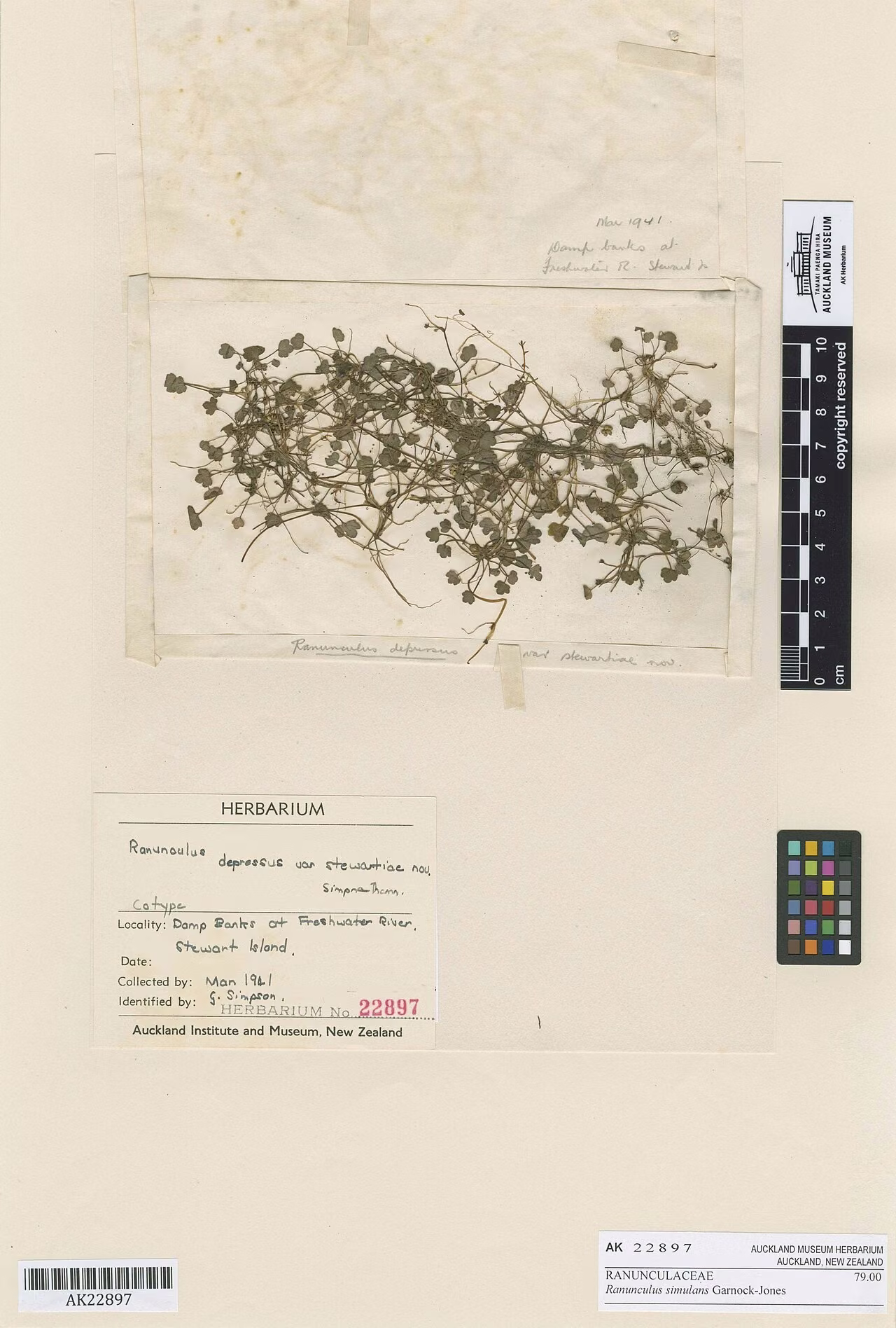 Ranunculus simulans (Ranunculus simulans)