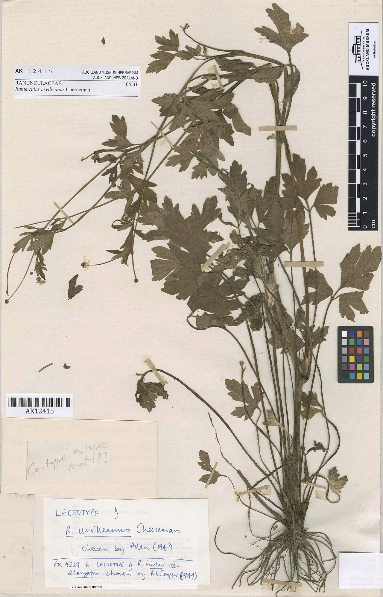 Ranunculus urvilleanus (Ranunculus urvilleanus)