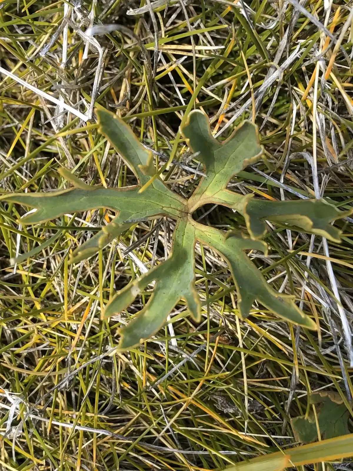 Ranunculus Verticillatus Native Plant (Ranunculus verticillatus)