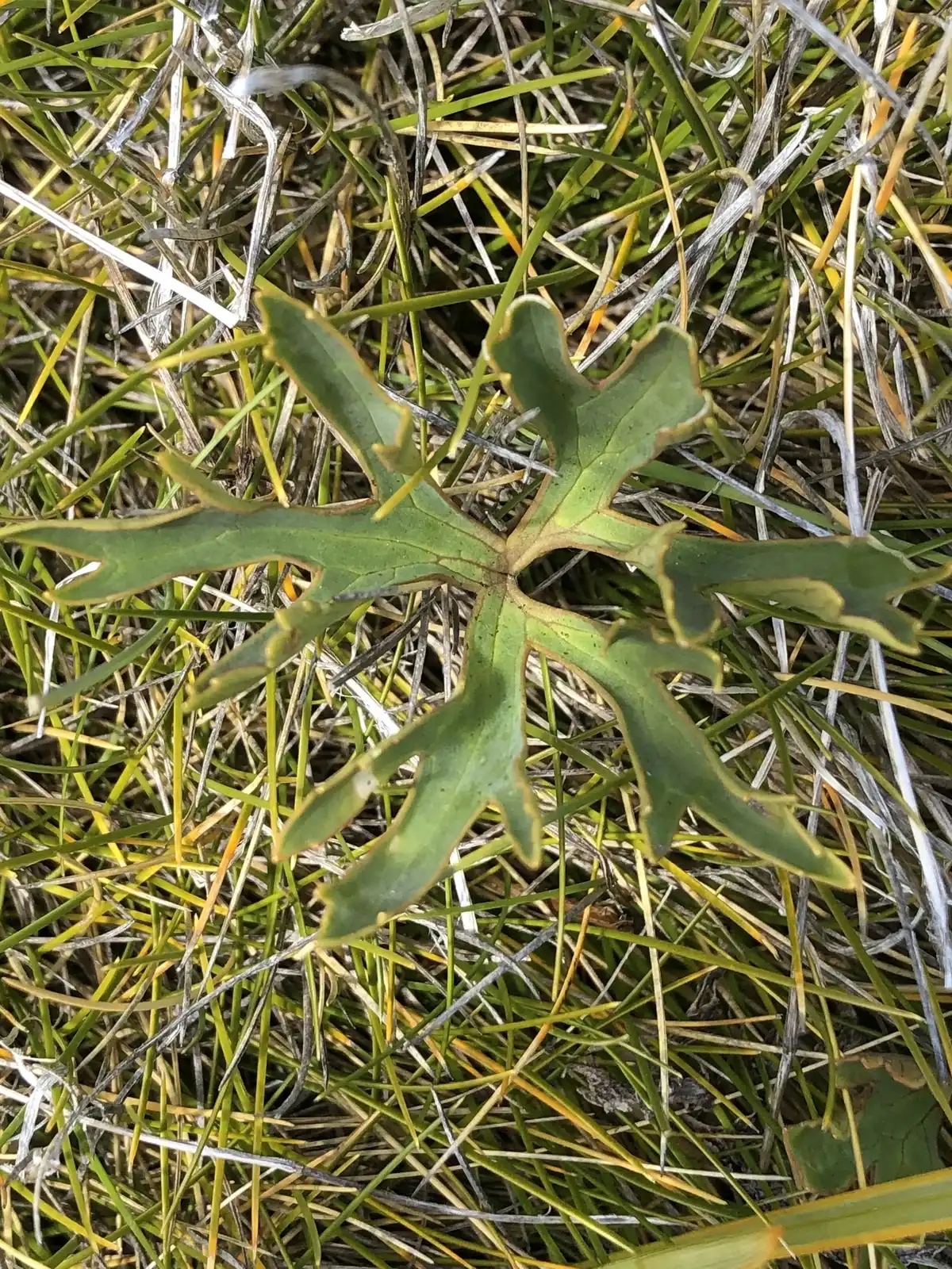 Ranunculus Verticillatus Native Plant (Ranunculus verticillatus)