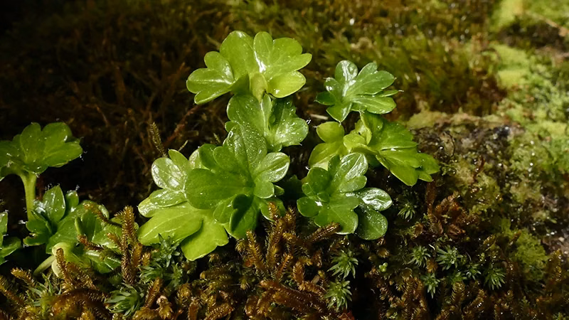 Ranunculus Viridis Native Plant (Ranunculus viridis)