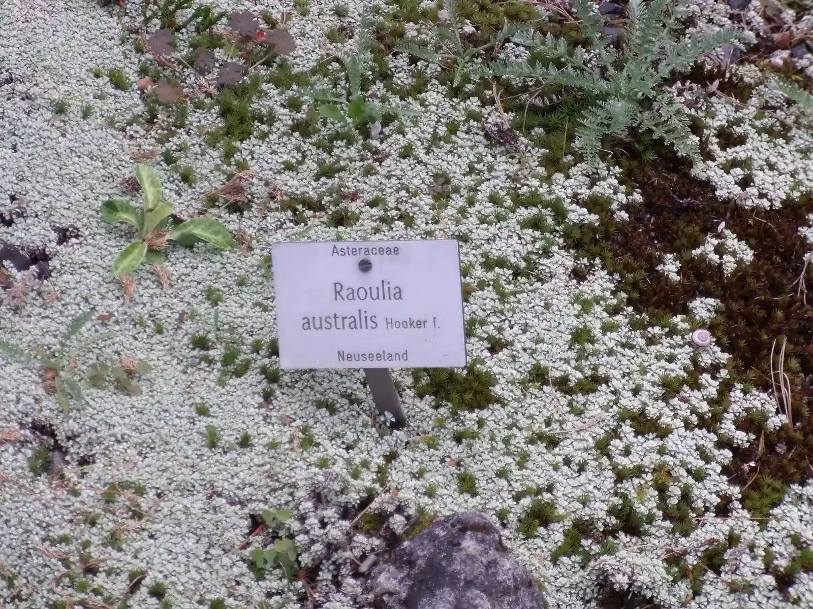 Raoulia Australis Native Plant (Raoulia australis)