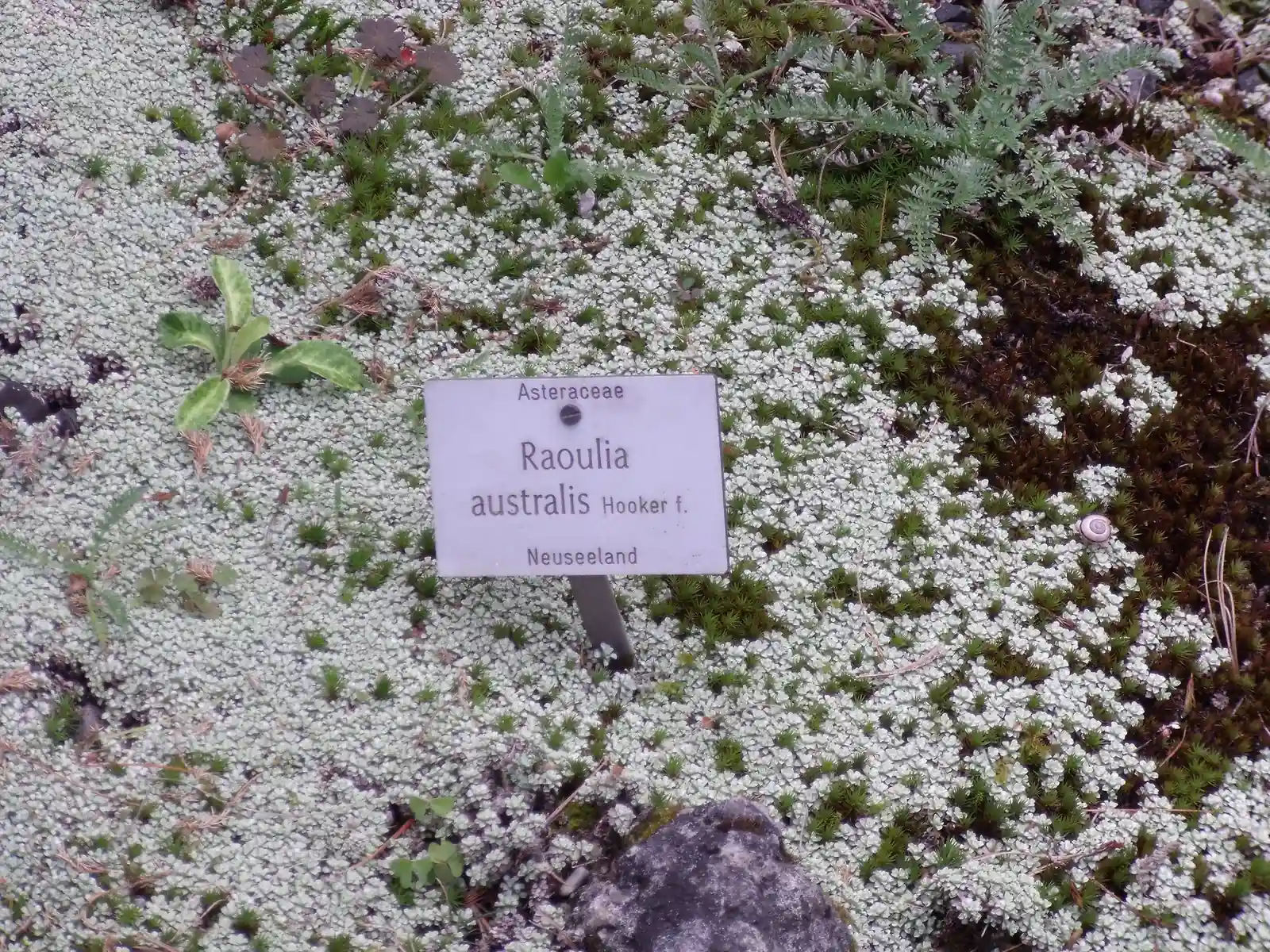 Raoulia Australis Native Plant (Raoulia australis)