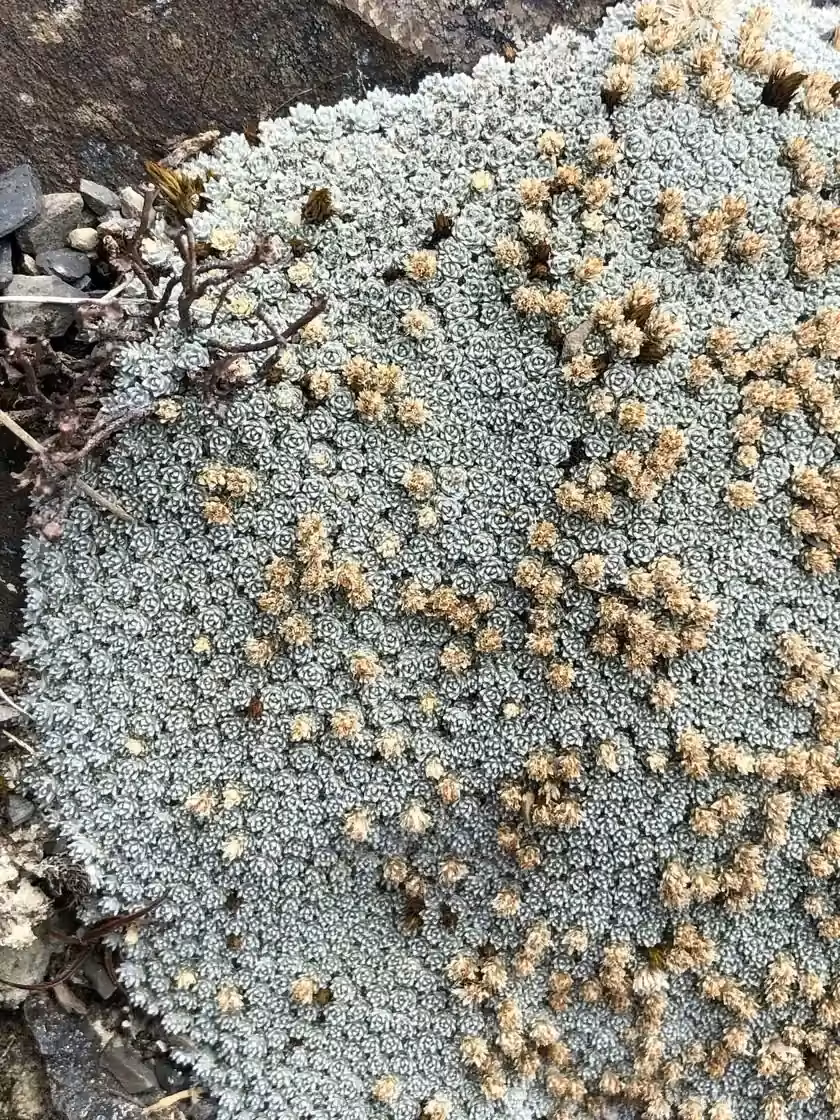 Raoulia Bryoides Native Plant (Raoulia bryoides)