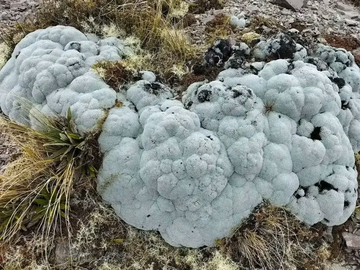 Raoulia Eximia