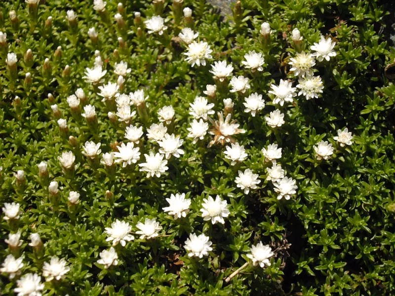 Raoulia Glabra Native Plant (Raoulia glabra)
