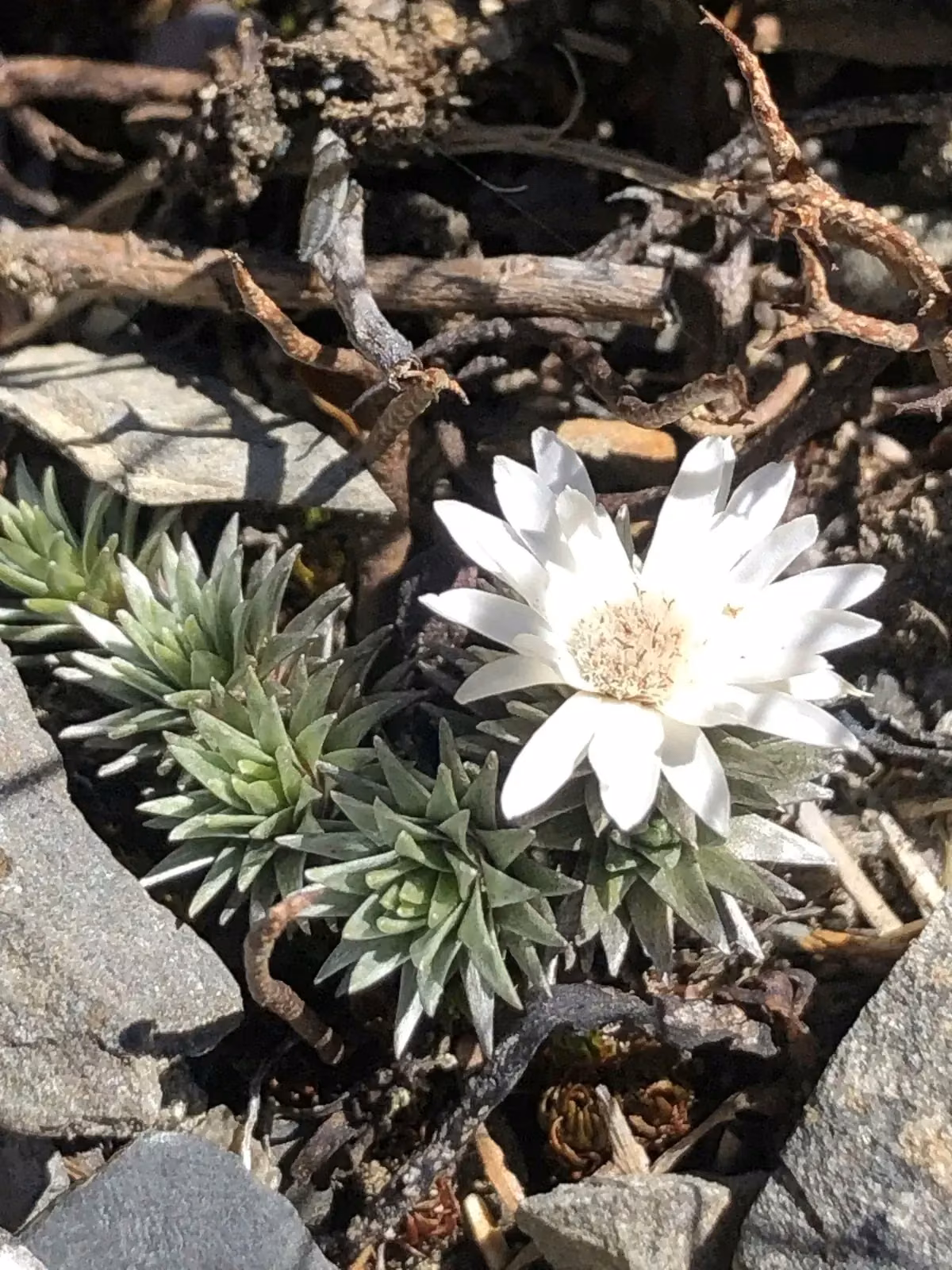 Raoulia Grandiflora Native Plant (Raoulia grandiflora)