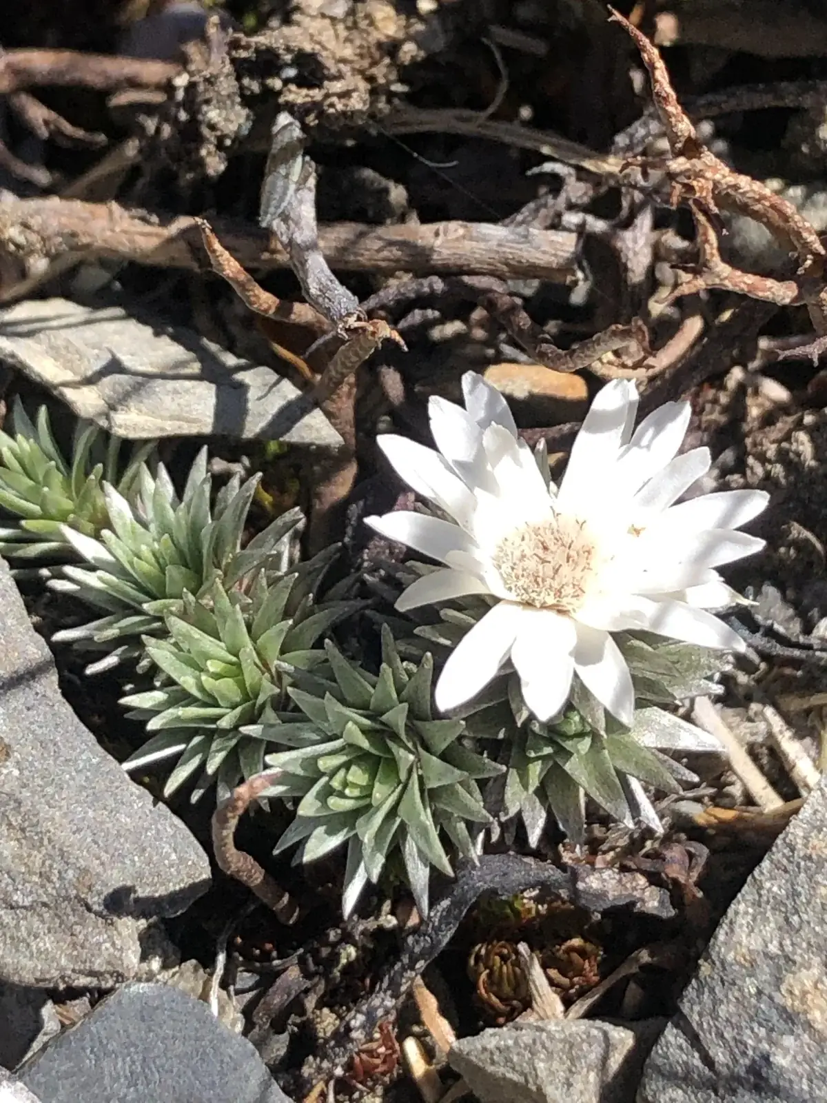 Raoulia Grandiflora Native Plant (Raoulia grandiflora)