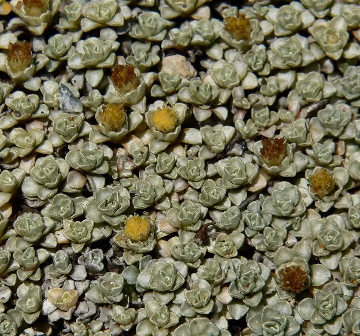 Raoulia Hookeri Native Plant (Raoulia hookeri)