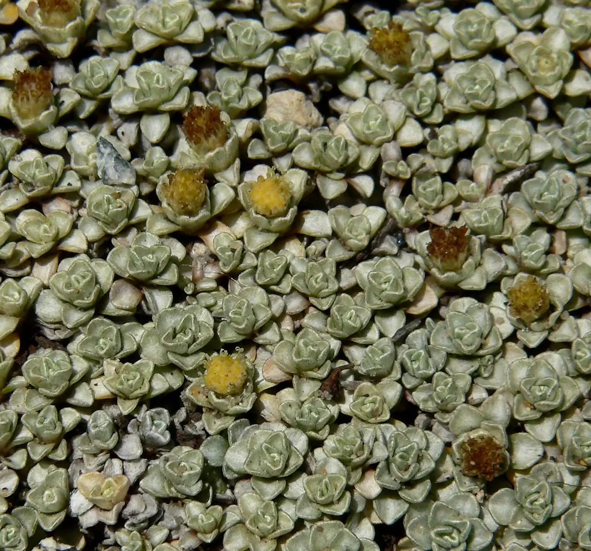 Raoulia Hookeri Native Plant (Raoulia hookeri)