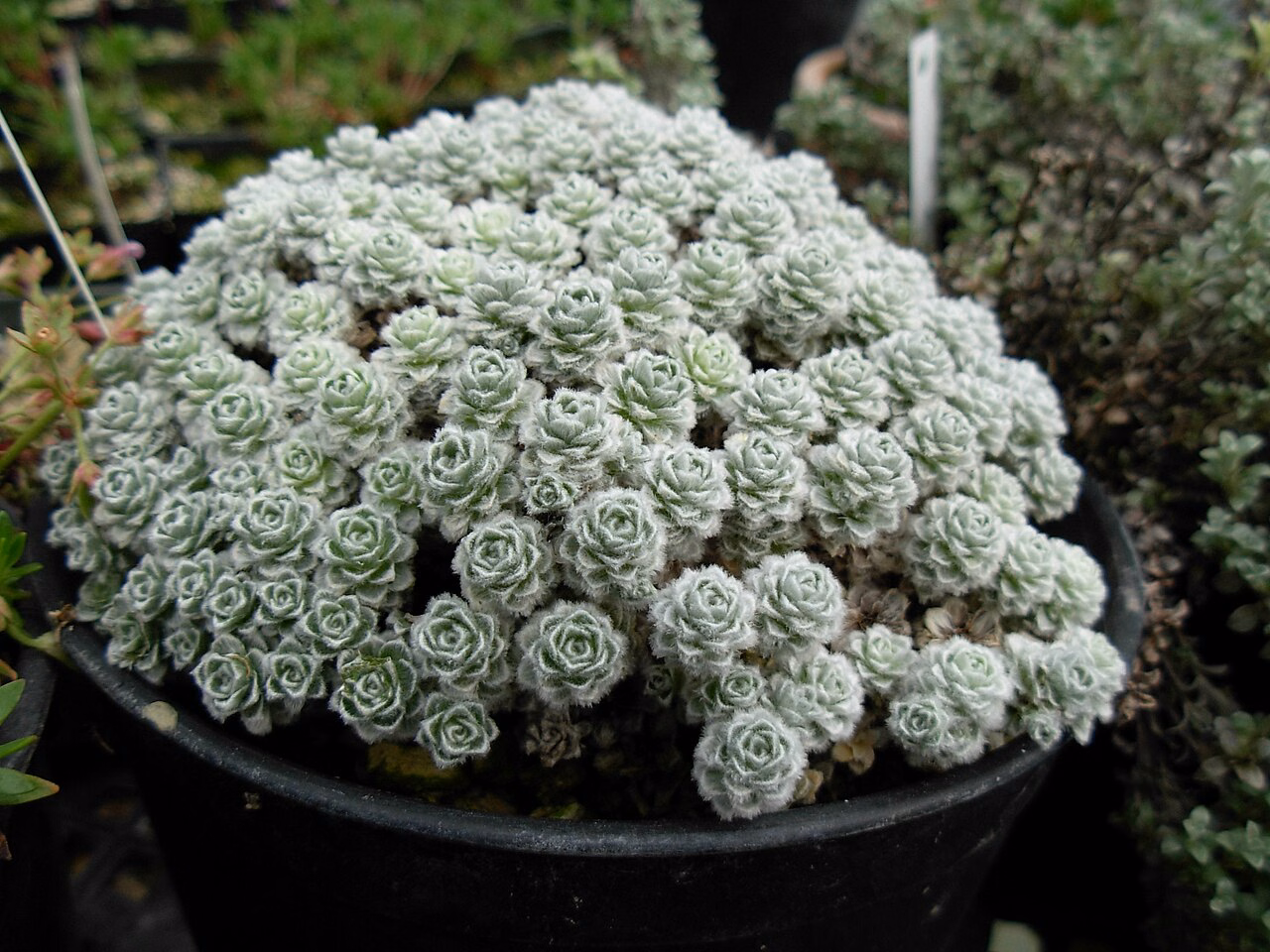 Raoulia rubra (Raoulia rubra)