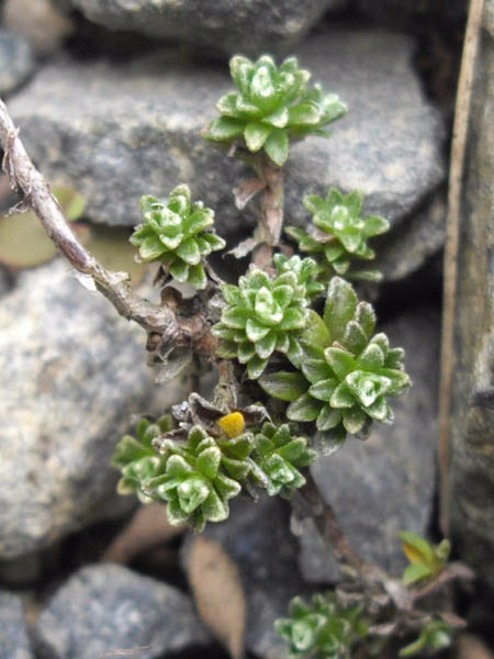 Raoulia subsericea (Raoulia subsericea)