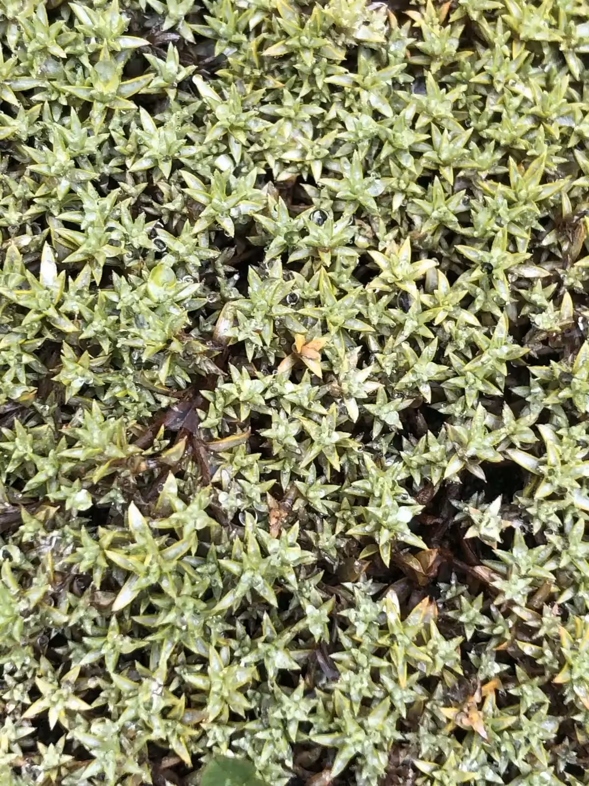 Raoulia Tenuicaulis Native Plant (Raoulia tenuicaulis)
