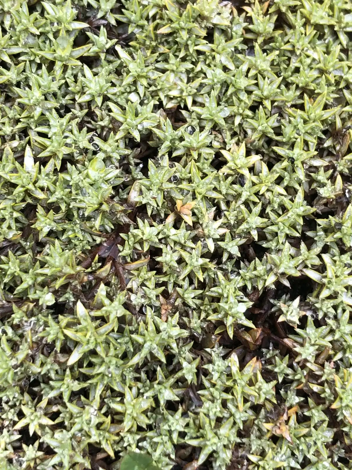 Raoulia Tenuicaulis Native Plant (Raoulia tenuicaulis)