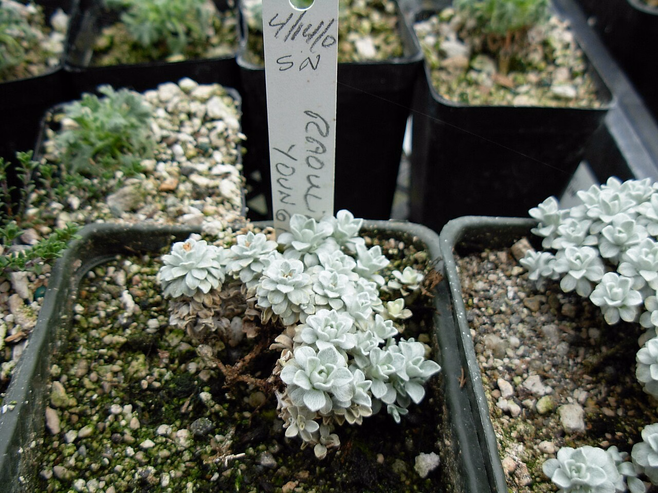 Raoulia youngii (Raoulia youngii)