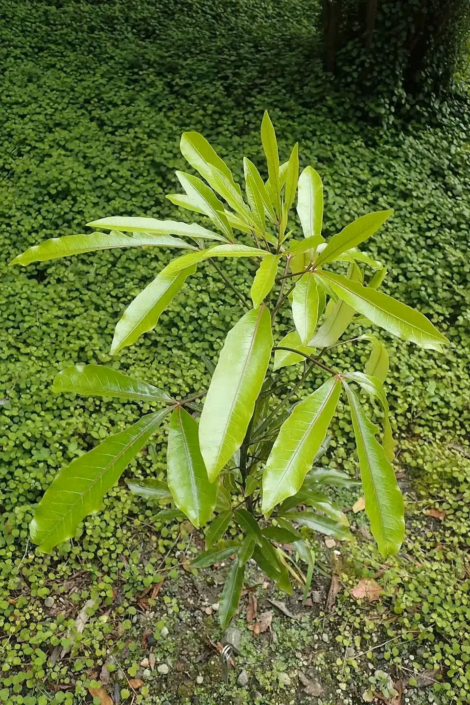 Raukawa