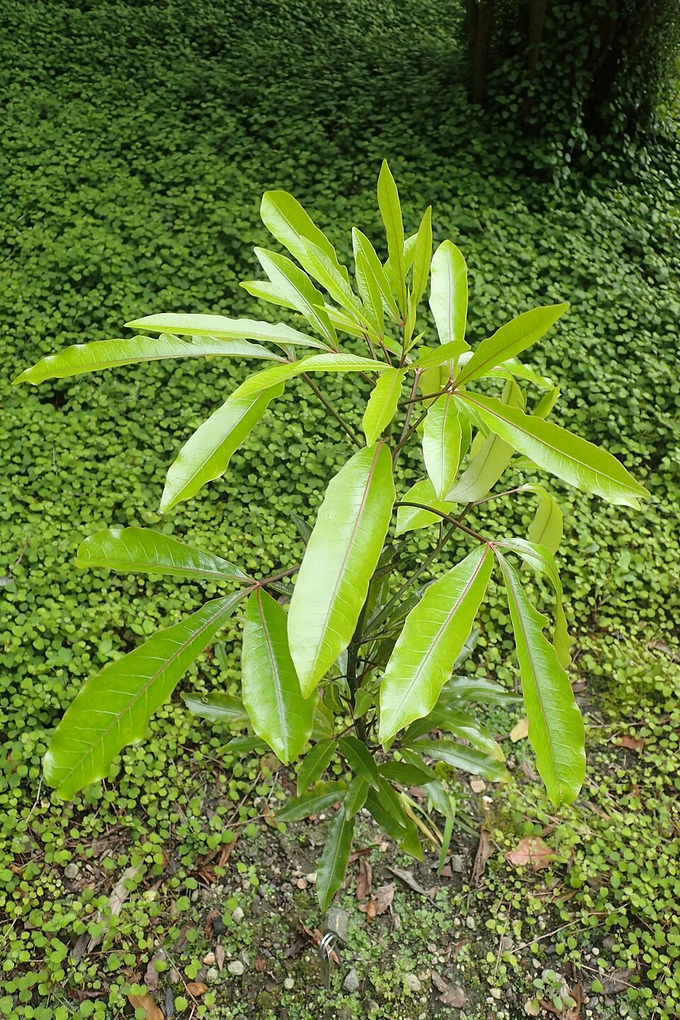 Raukawa (Raukaua edgerleyi) hero image