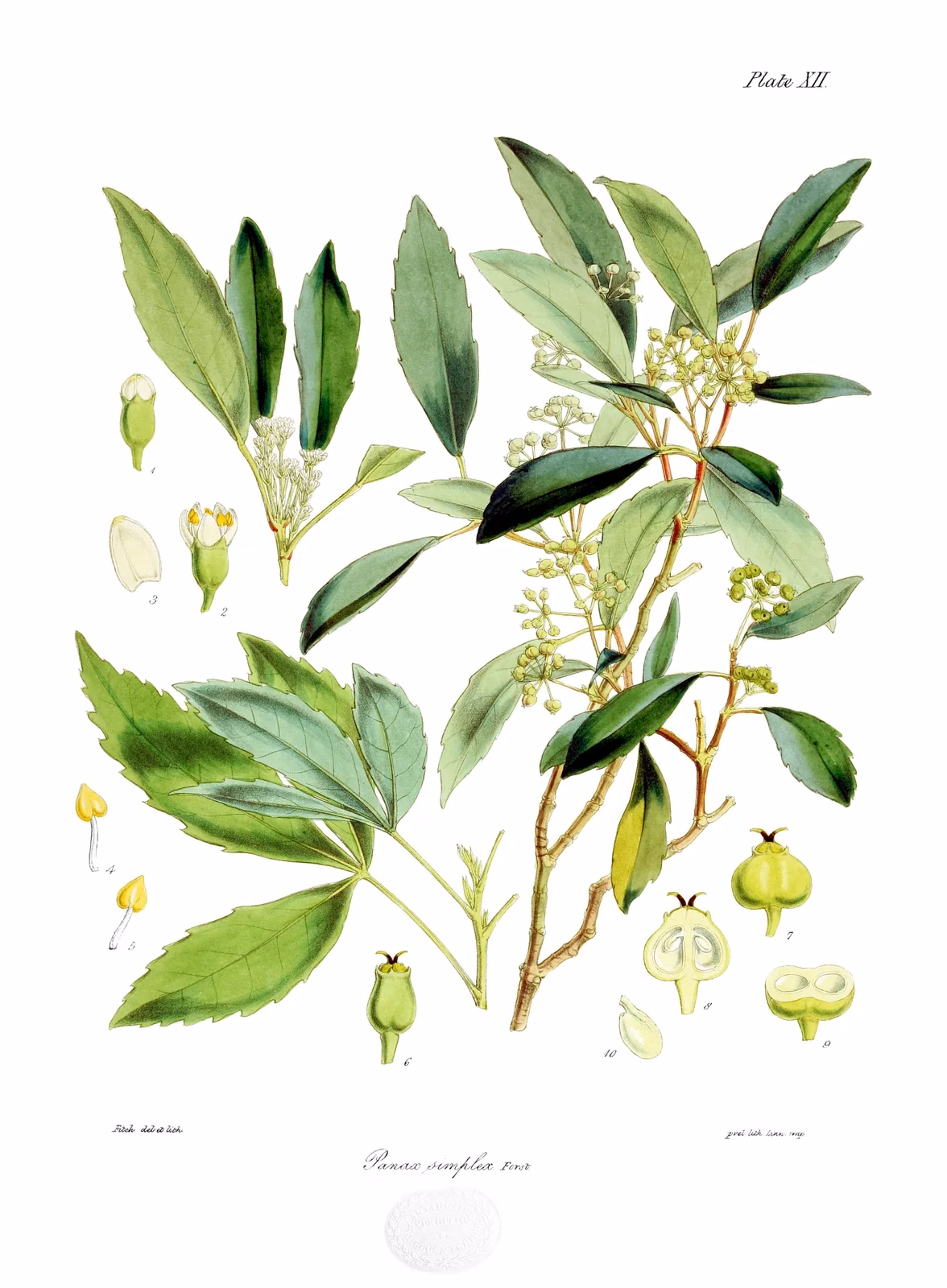 Raukaua Simplex Native Plant (Raukaua simplex)