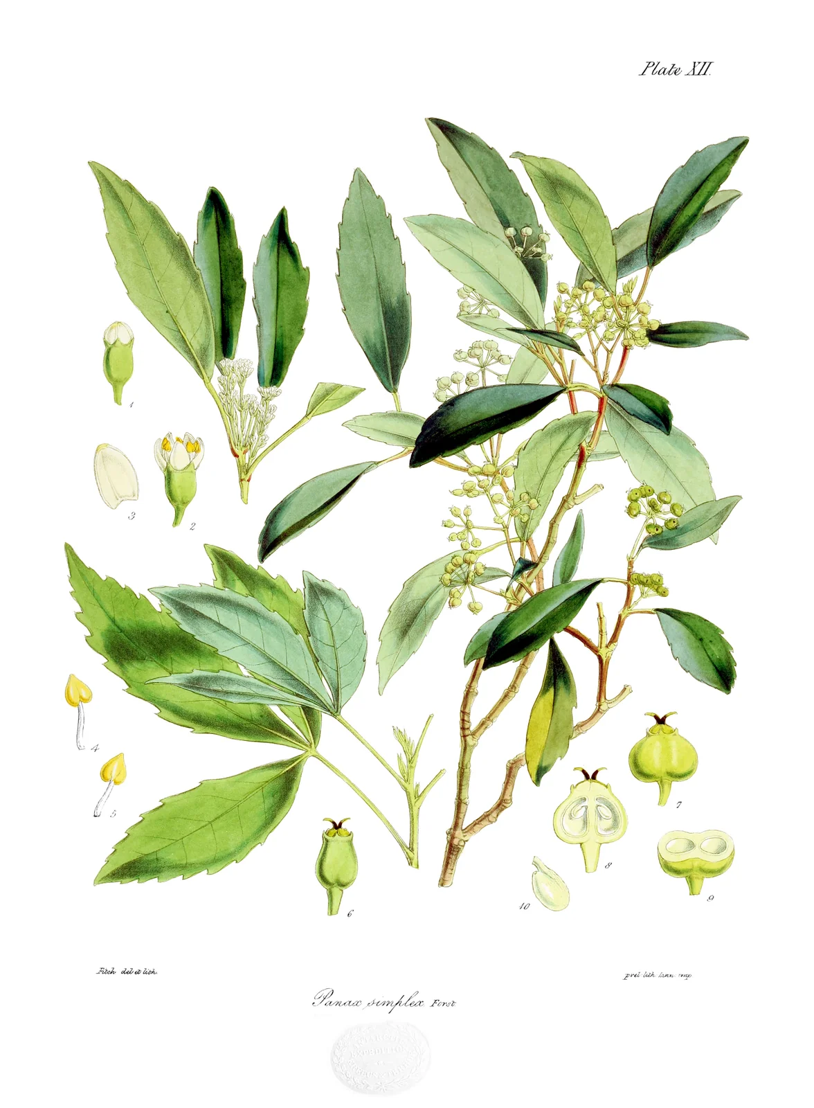 Raukaua Simplex Native Plant (Raukaua simplex)
