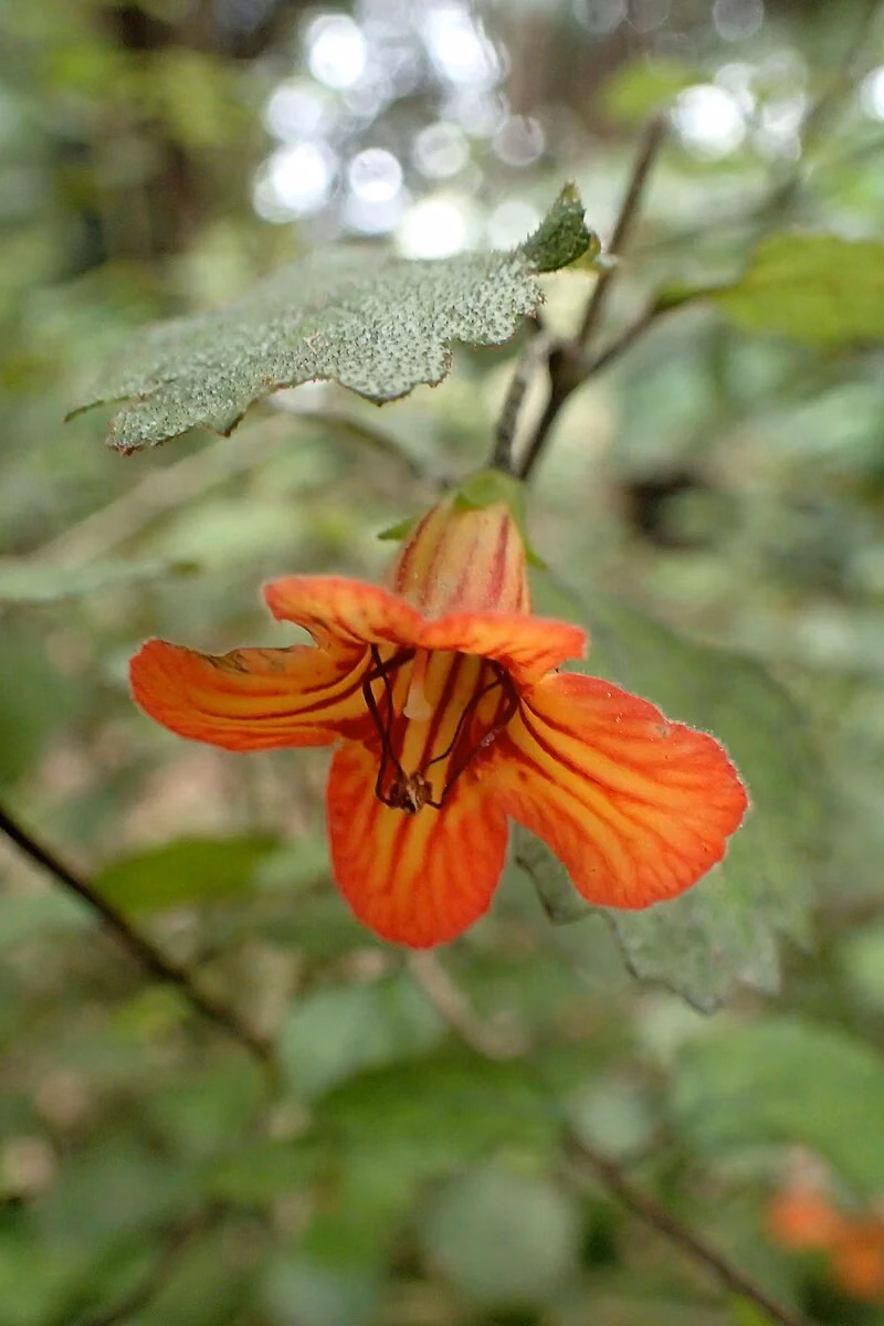 Taurepo (Rhabdothamnus solandri)