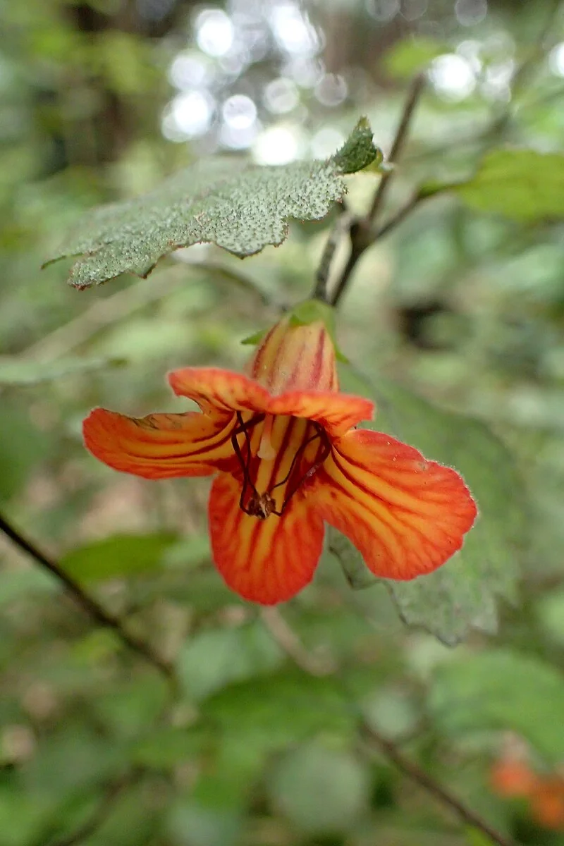 Taurepo (Rhabdothamnus solandri) hero image