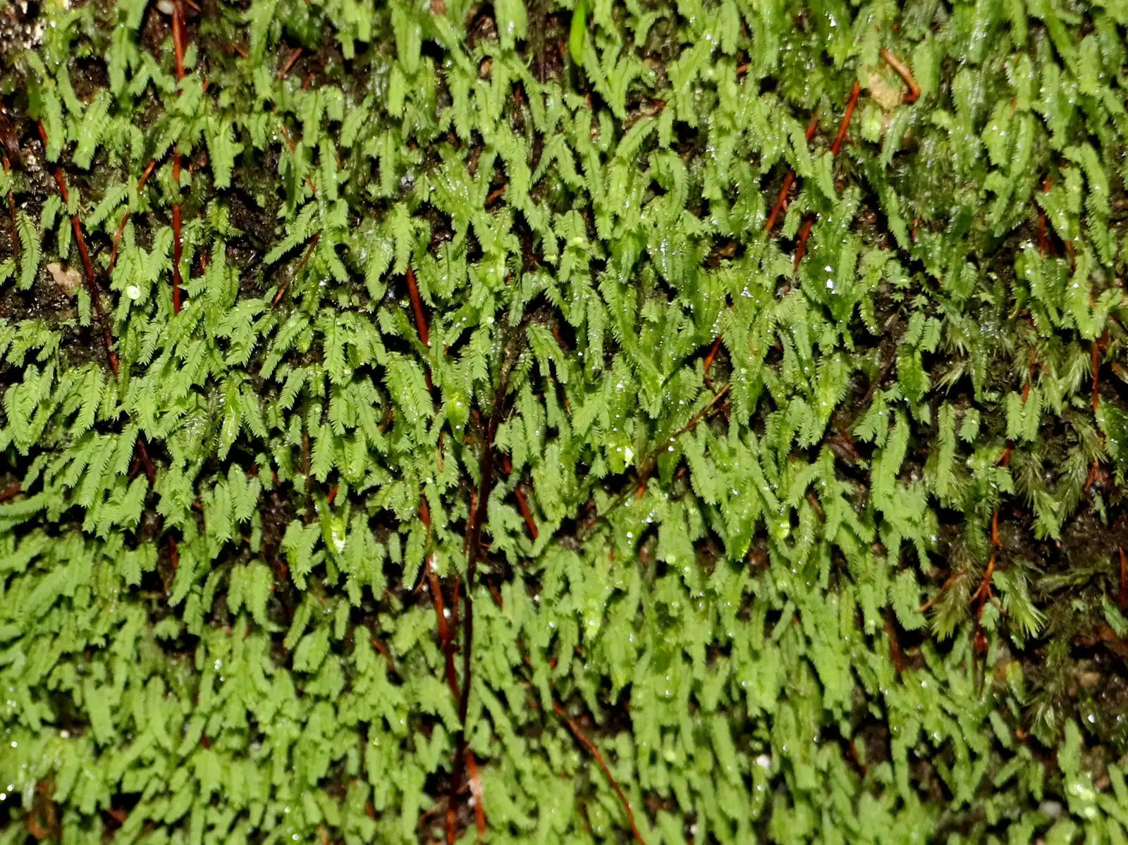 Rhizogonium Novaehollandiae Native Plant (Rhizogonium novaehollandiae)