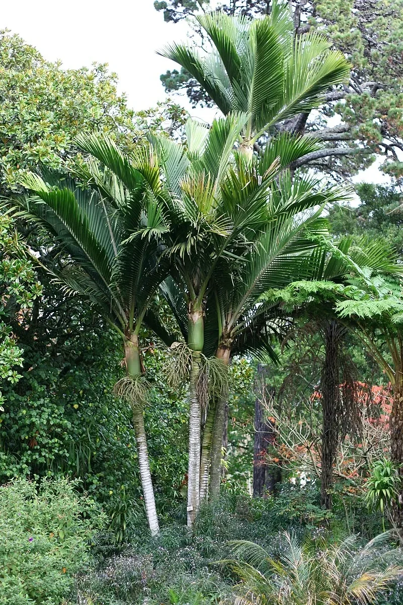 Kermadec Nīkau (Rhopalostylis baueri)