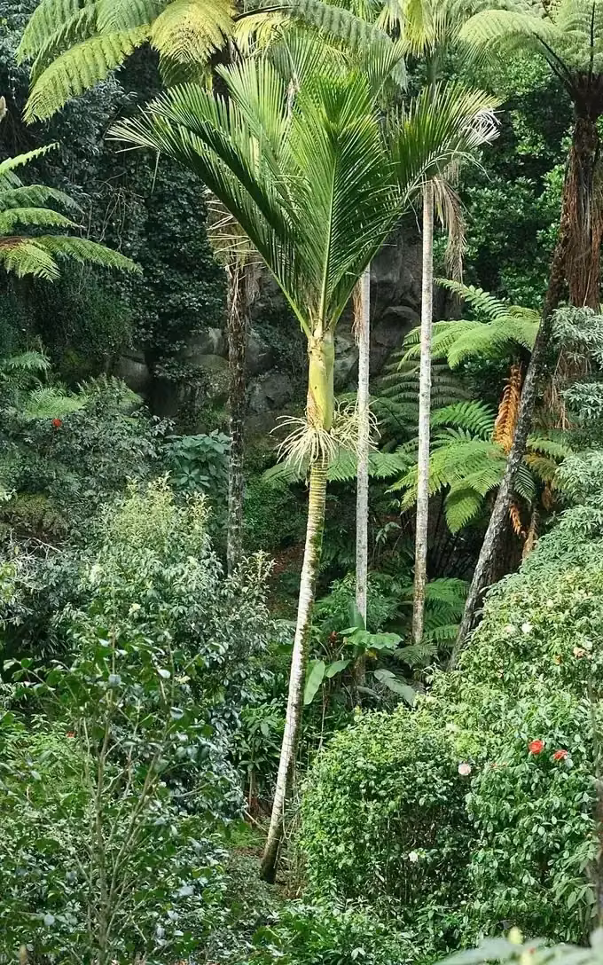 Nīkau Palm (Rhopalostylis sapida)