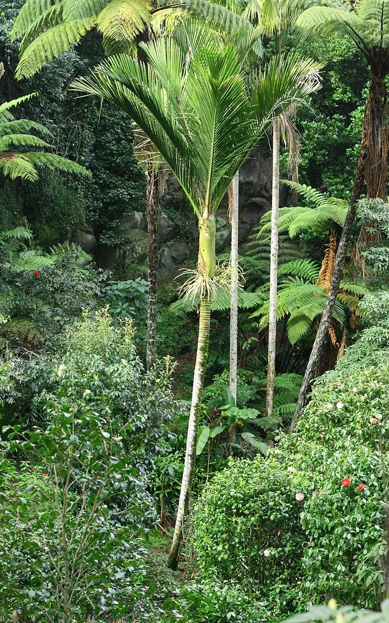 Nīkau palm forest, New Zealand