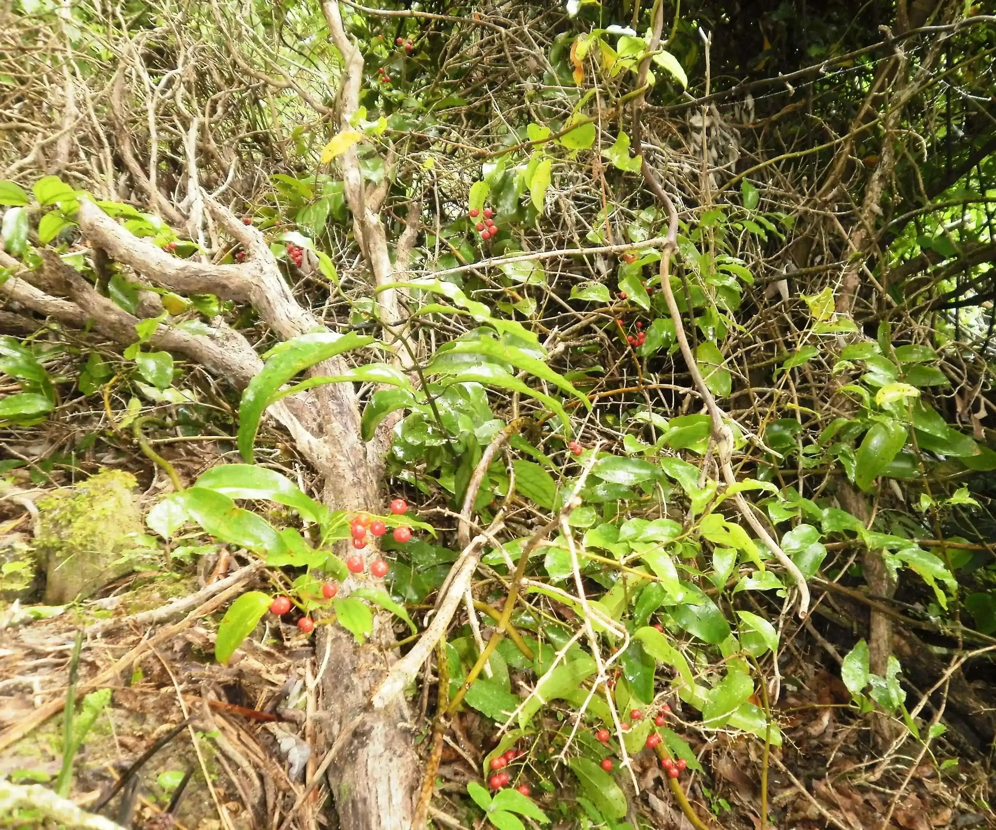 Supplejack (Ripogonum scandens)