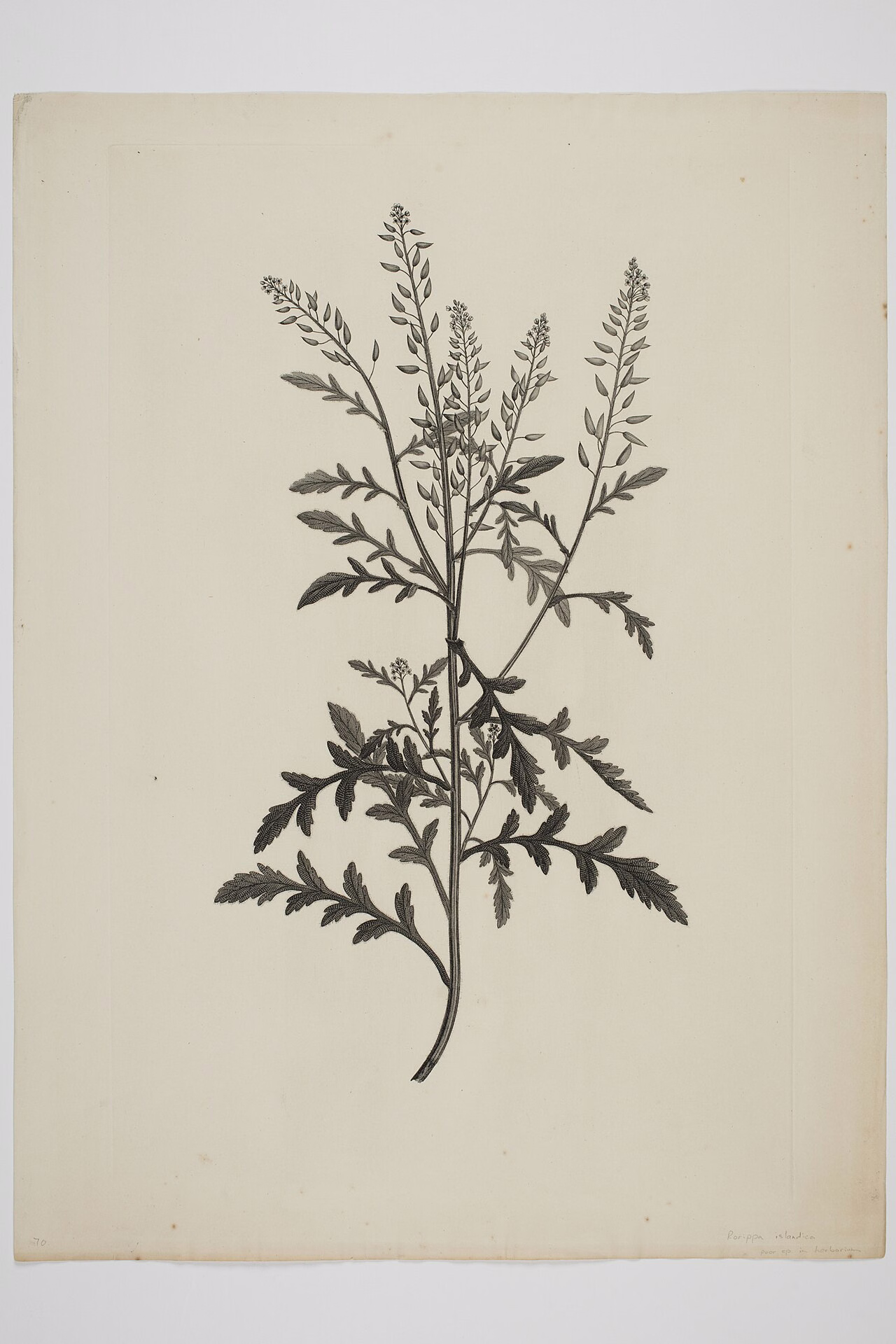 Rorippa palustris (Rorippa palustris) hero image