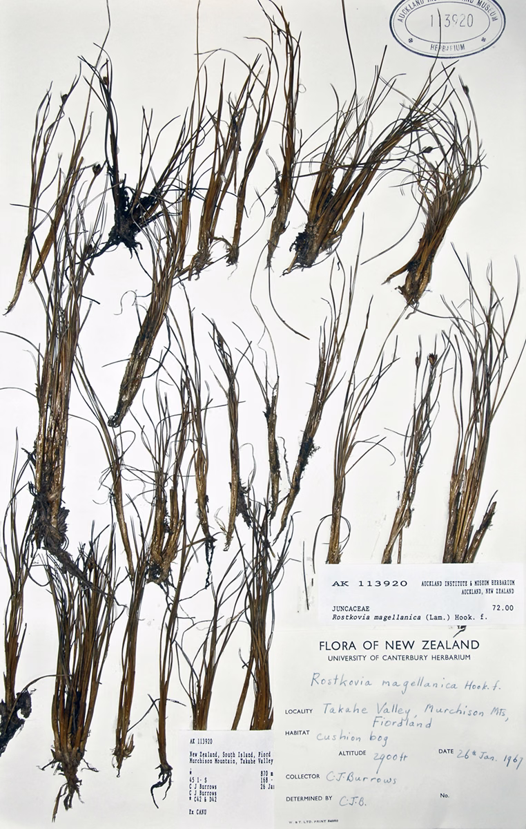 Rostkovia magellanica (Rostkovia magellanica)