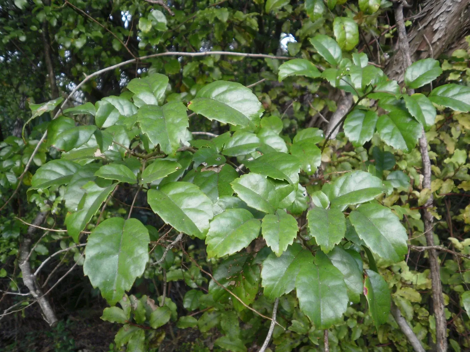 Rubus Australis Native Plant (Rubus australis)