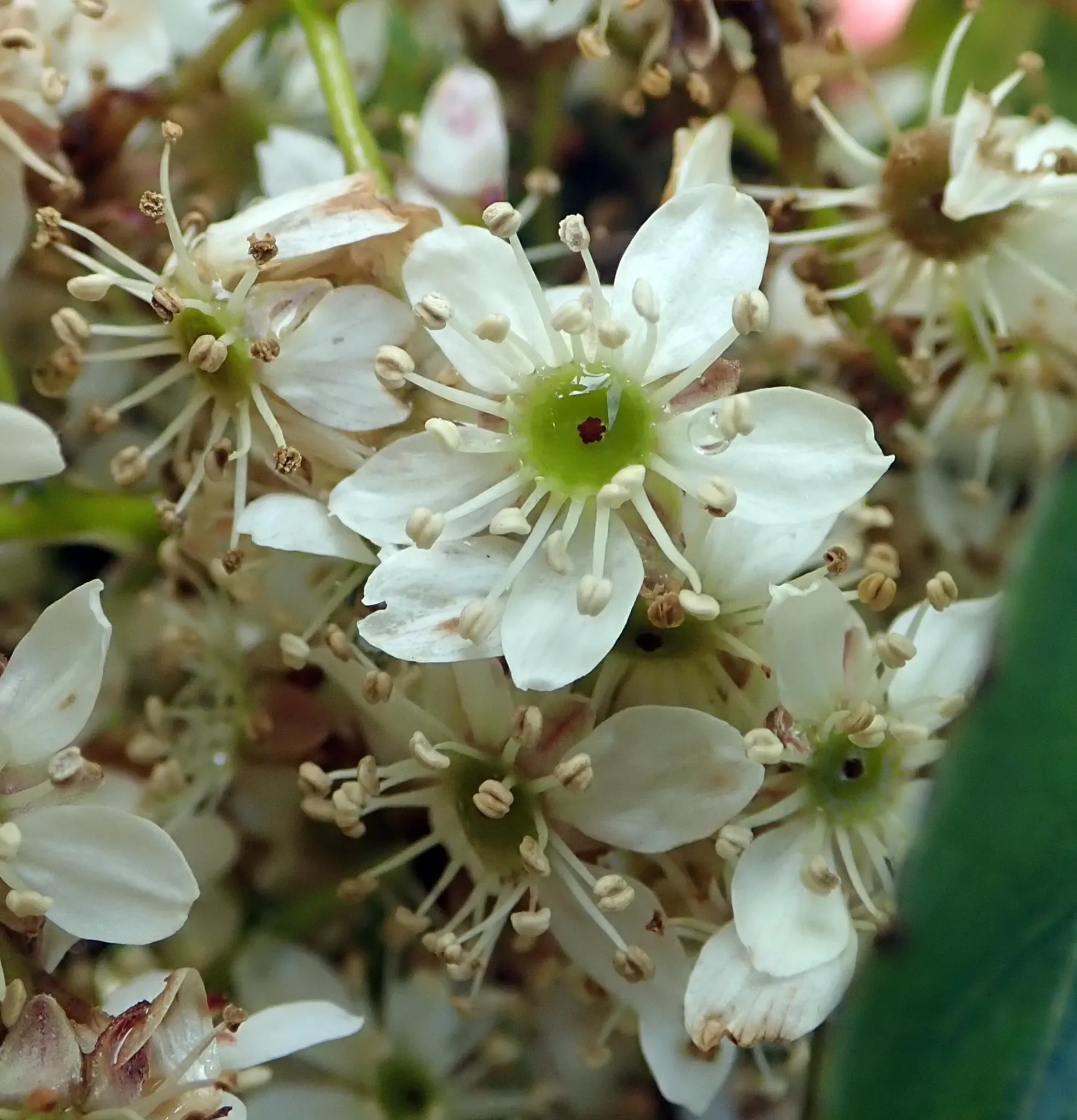 Bush lawyer (Rubus cissoides)