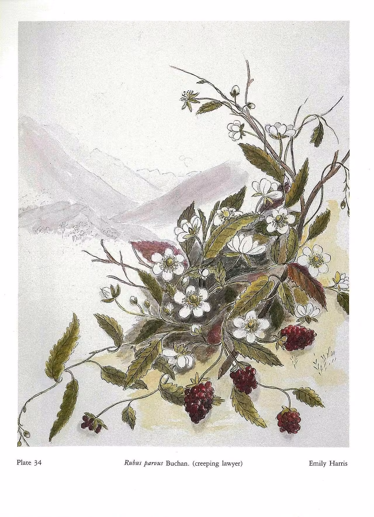 Rubus parvus (Rubus parvus)