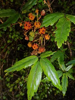 Bush Lawyer (Rubus schmidelioides) hero image