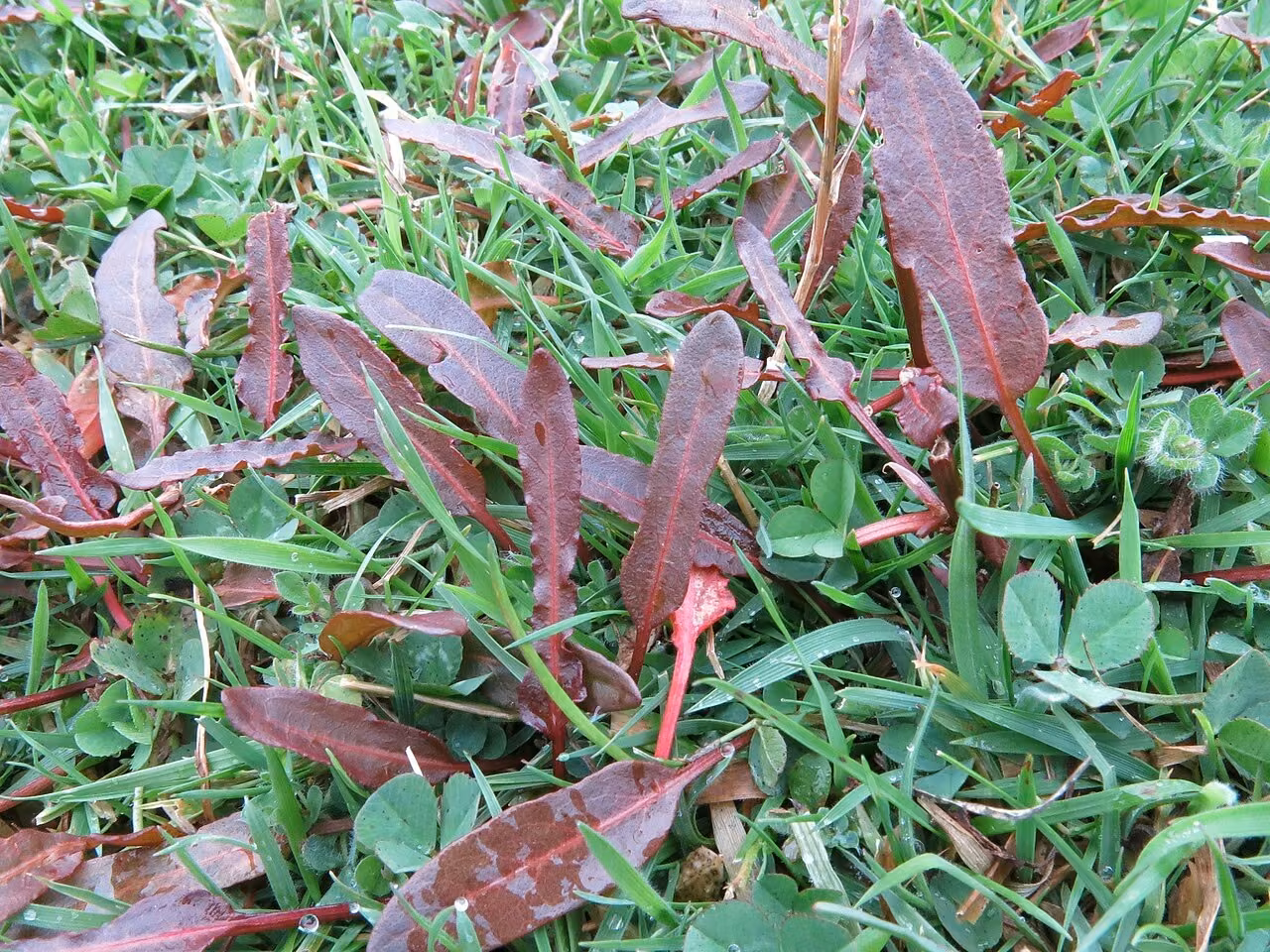 Rumex flexuosus (Rumex flexuosus)